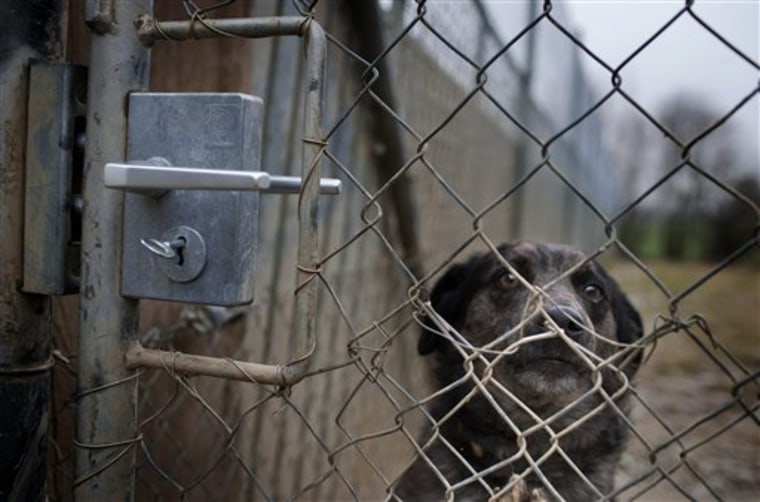 This abandoned dog is being housed at a shelter near Zurich, Switzerland.